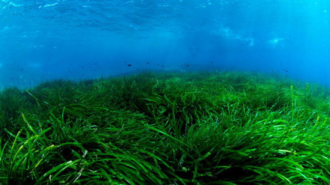 Posidonia